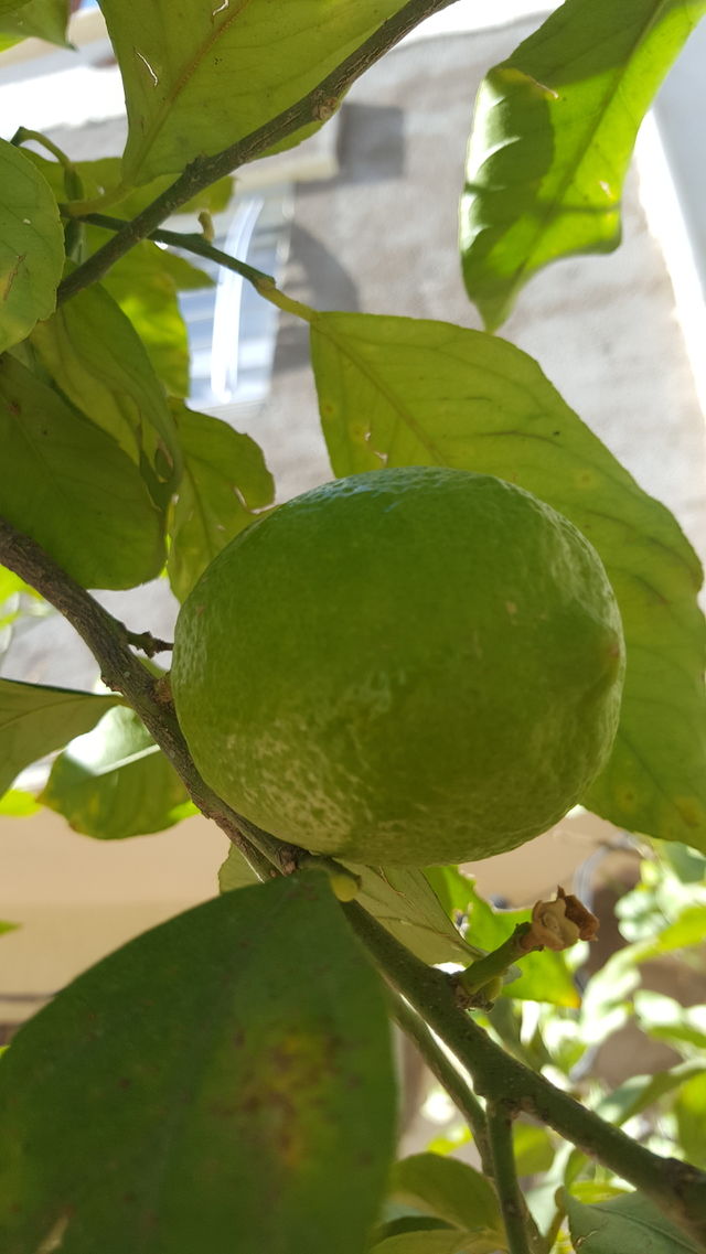 lemon