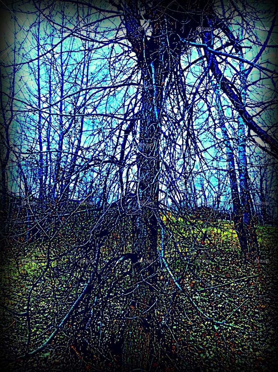 Midnight Starlit Tree
