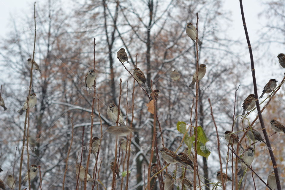 Winter, Snow, Bird, Nature, Frost