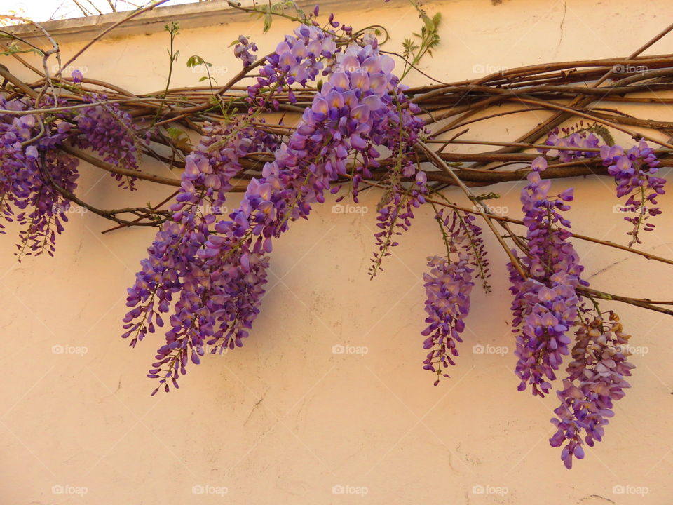 wisteria