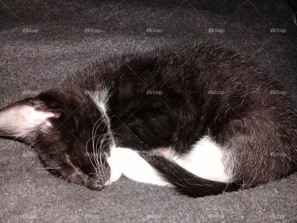 Kitten is sleeping