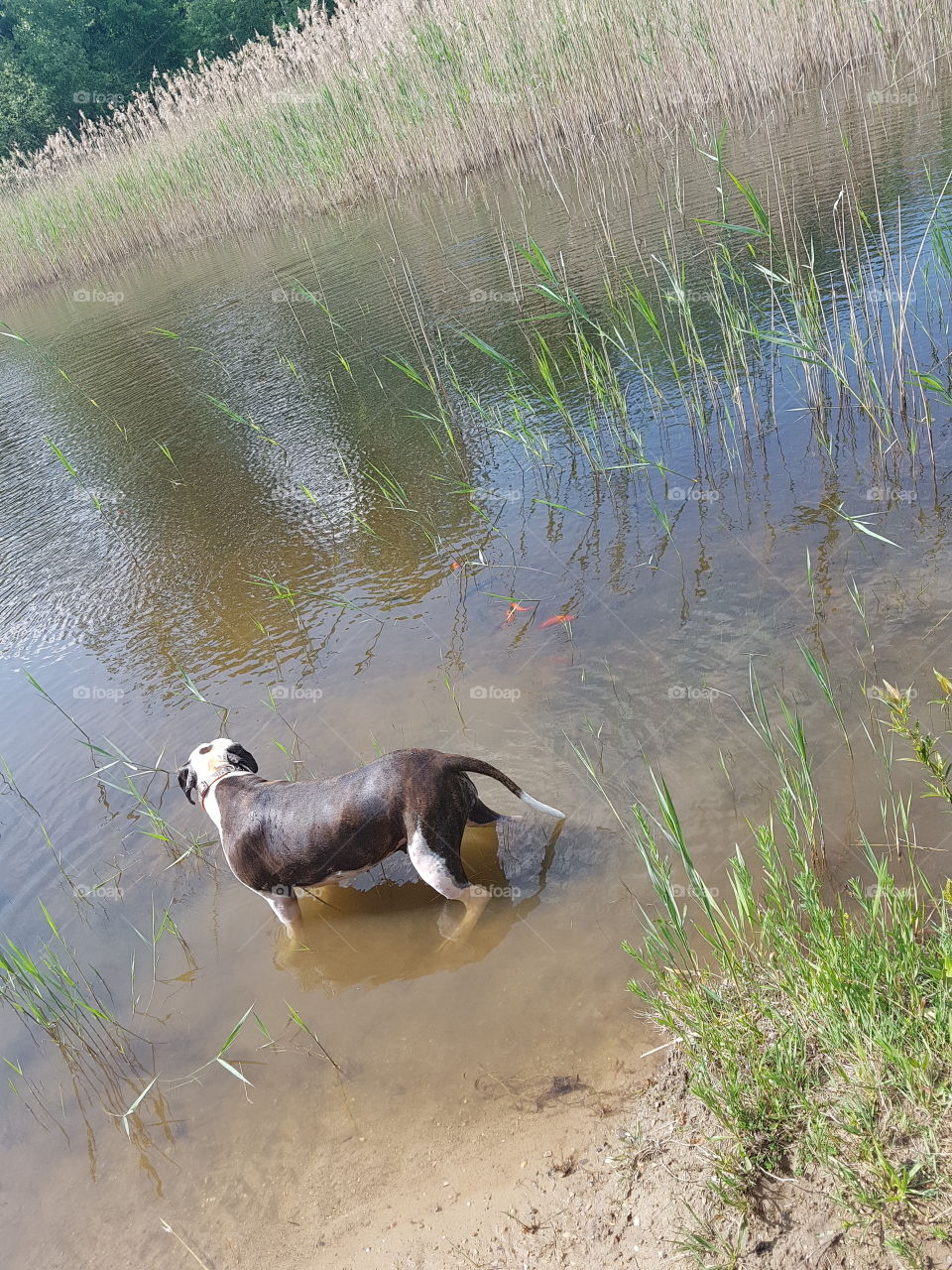 Dog wadeing into the water during a sweltering morning walk.