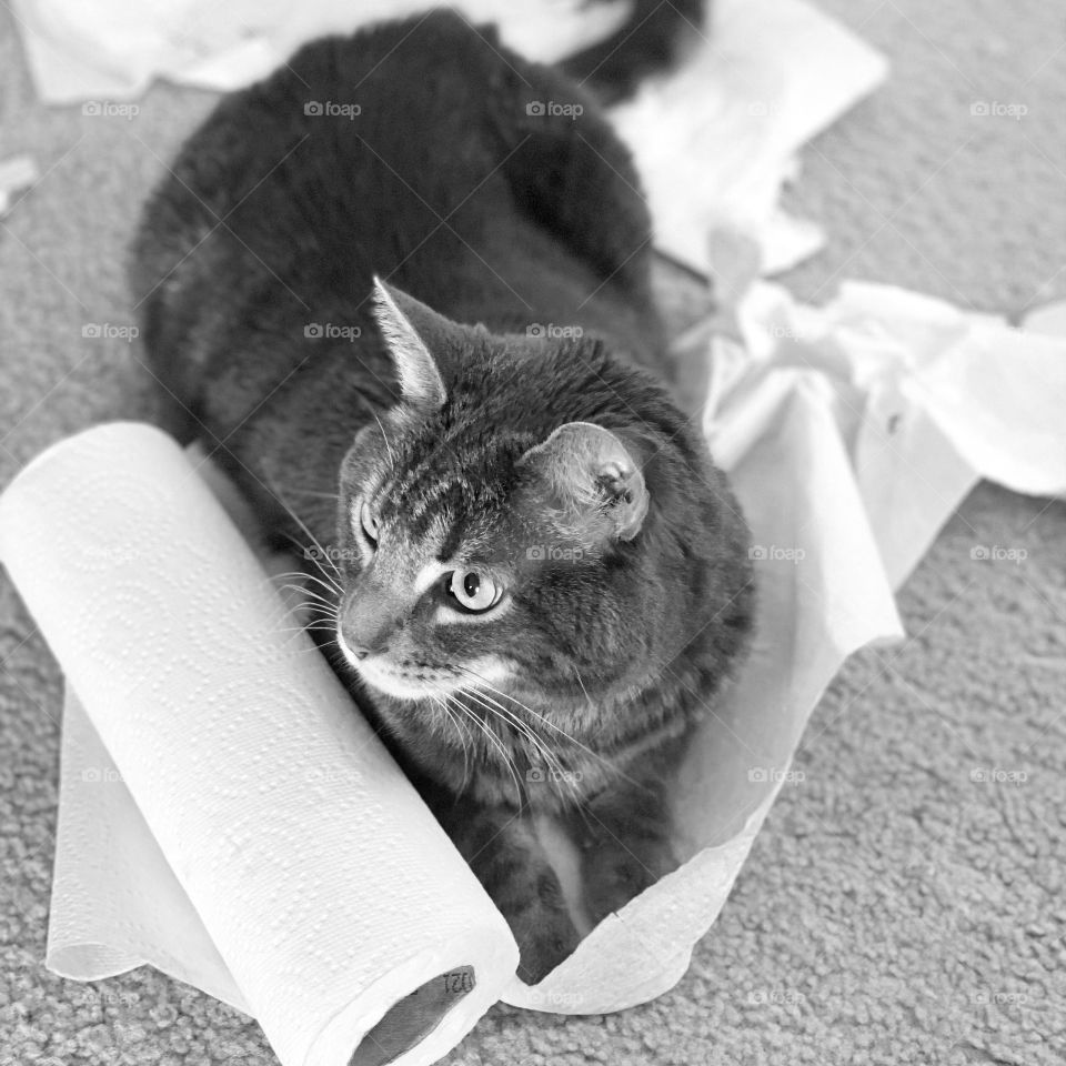 Looking down on our cat Phoenix who is looking at the side and laying on paper towels