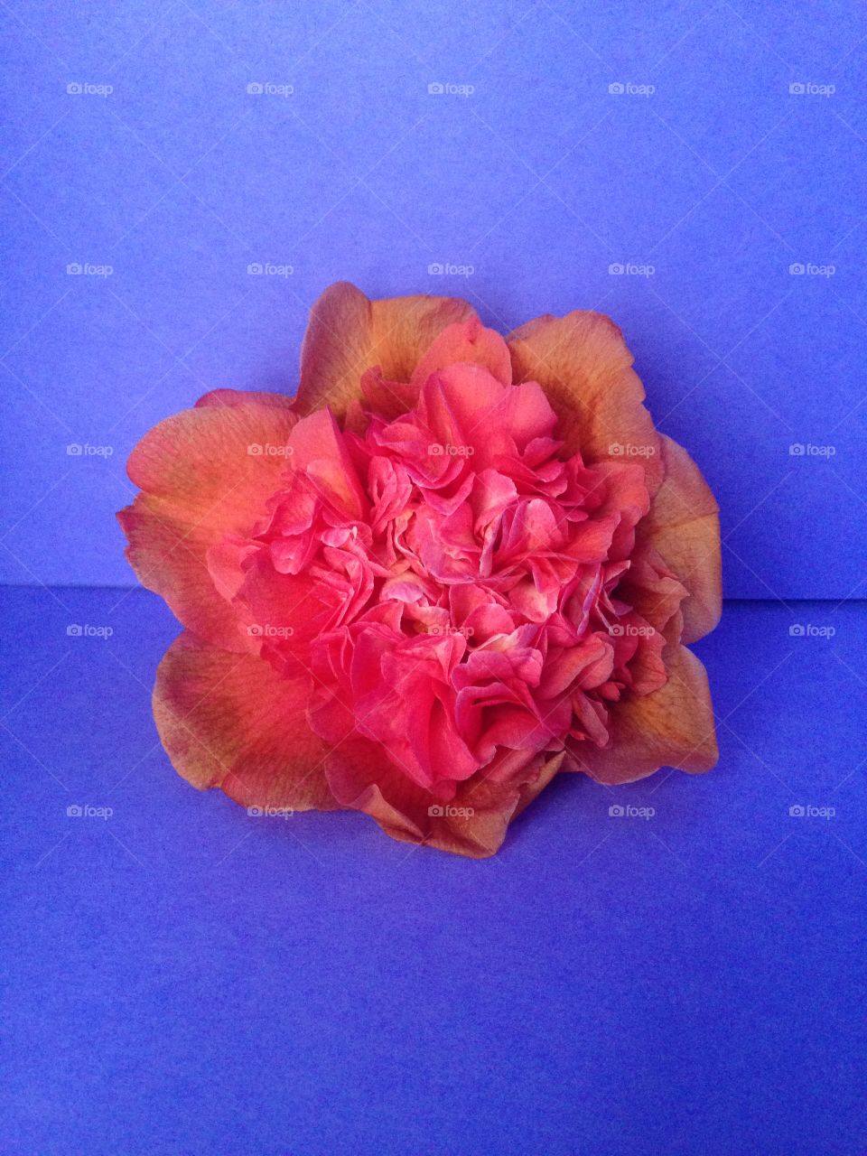 Blue background, pink flower. 