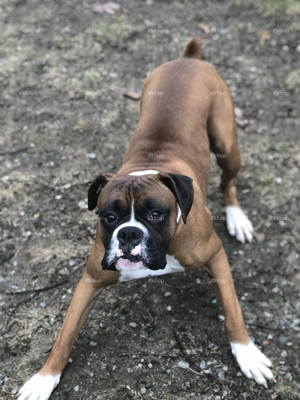 Boxer playtime