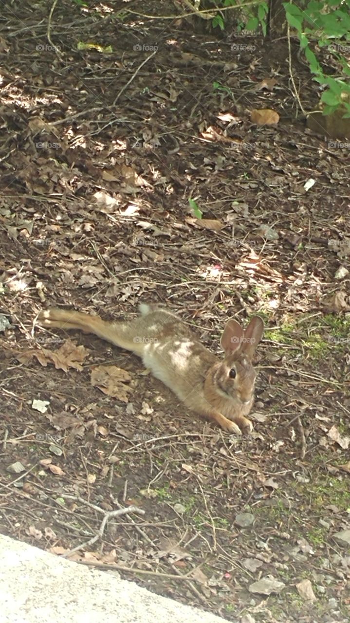 Chillest animal in the forest