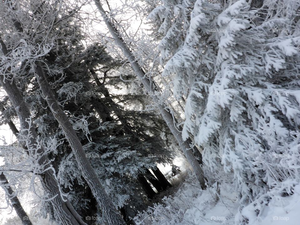 Snowy forest