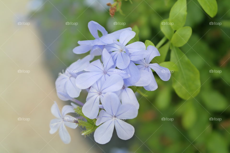Blue Jasmine Flower