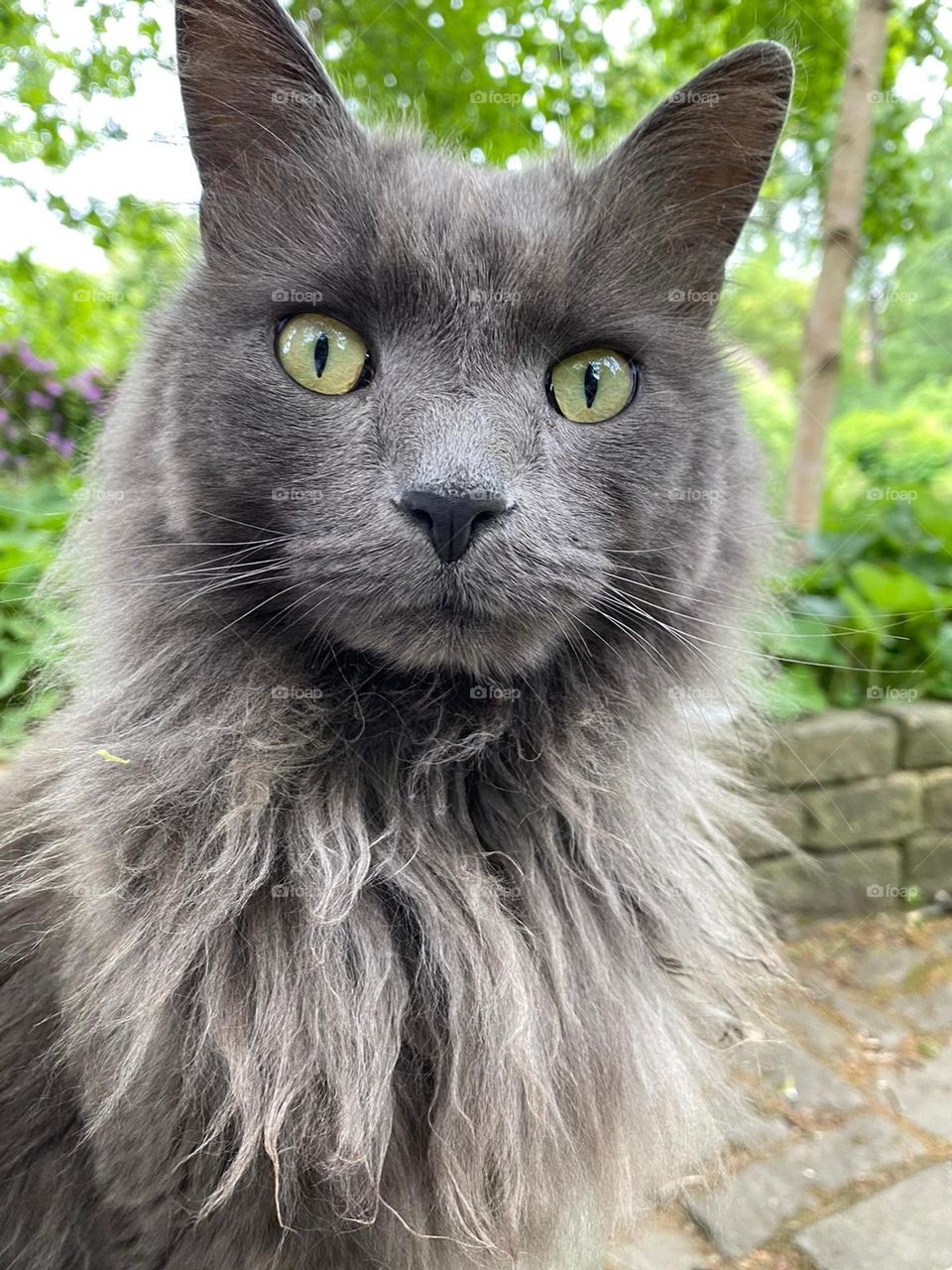 Beautiful grey cat in the garden.