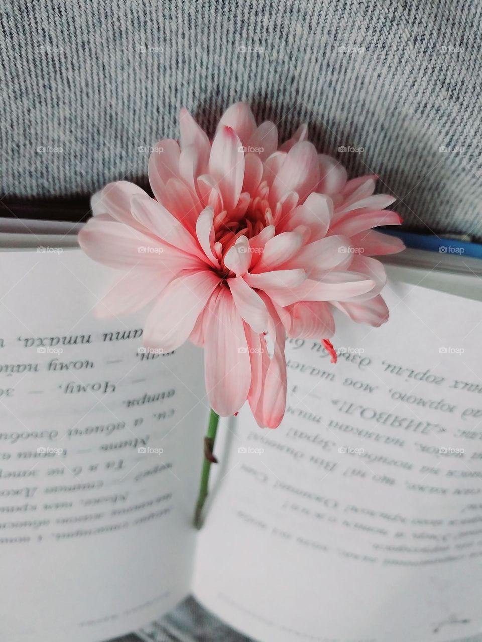 a beautiful pink flower on the pages