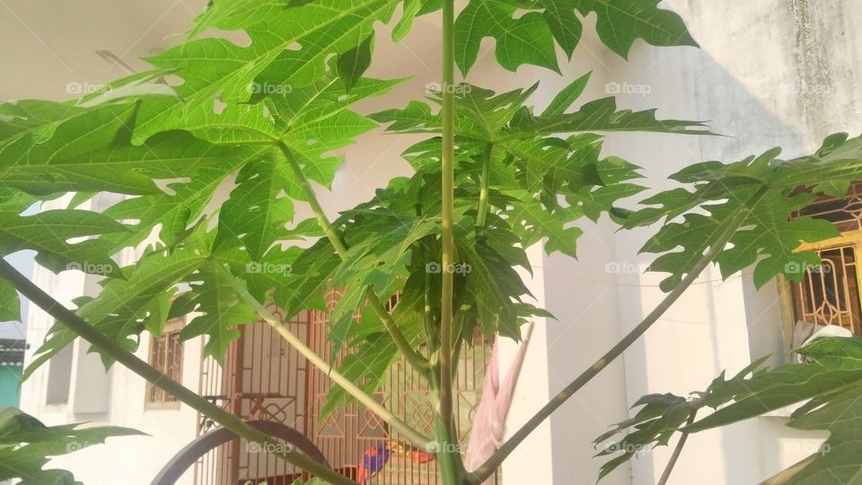 a beautiful Papaya tree in the garden.