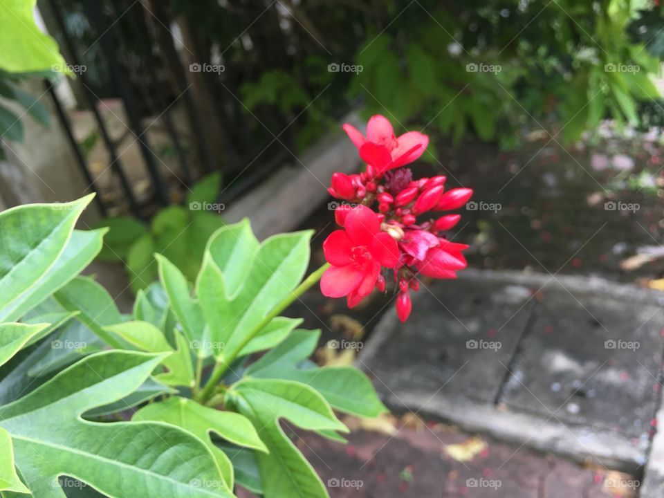 Pink flower