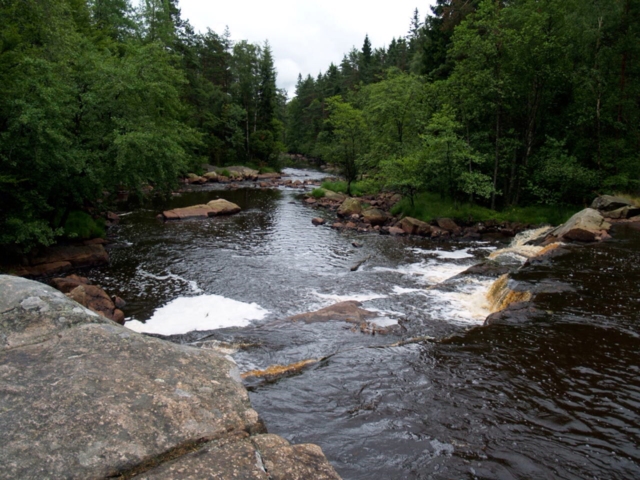 småland sommar skog vatten by kalubro