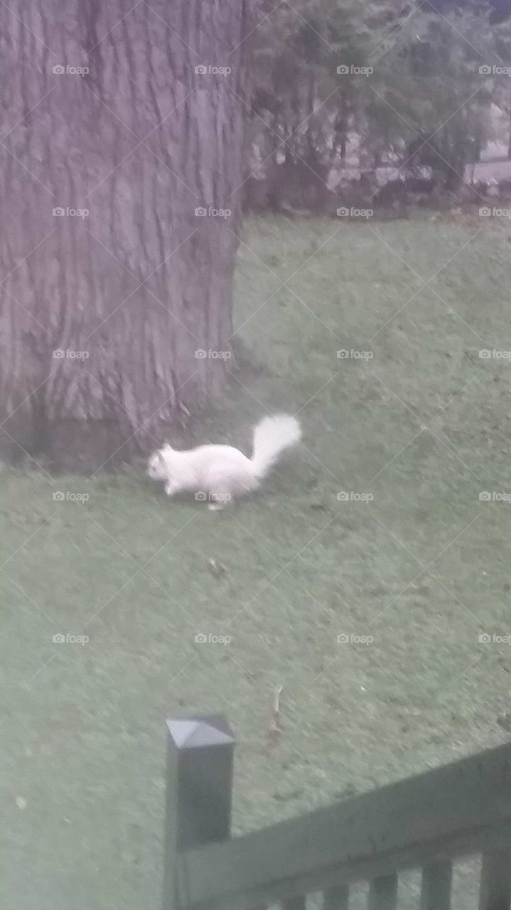 White Squirrel