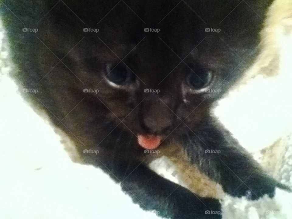 Cat Got His Own Tongue!