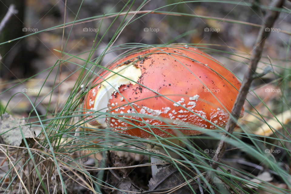 Forest, nature, mushrooms, trees, landscape