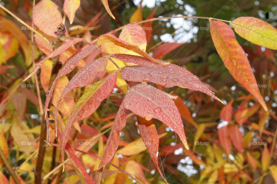 fall leaves in the morning dew
