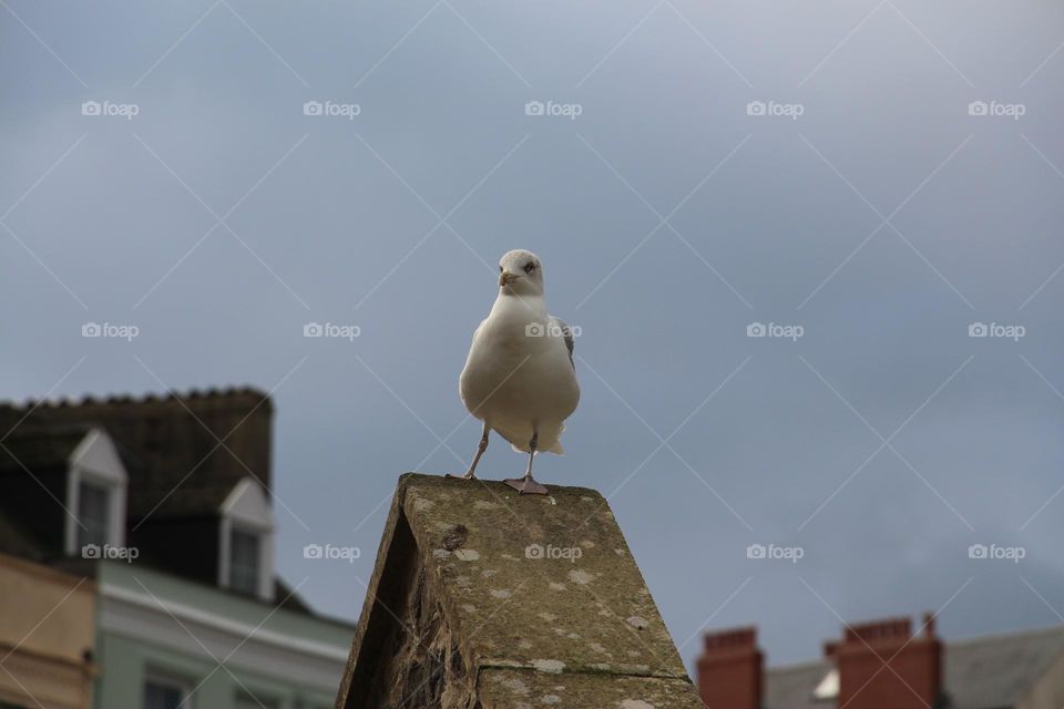 Seagull on the roof of building