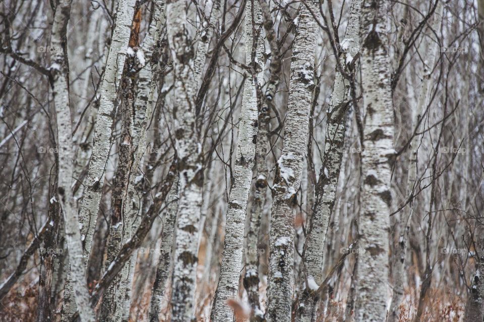 winter birch forest and fall vibes