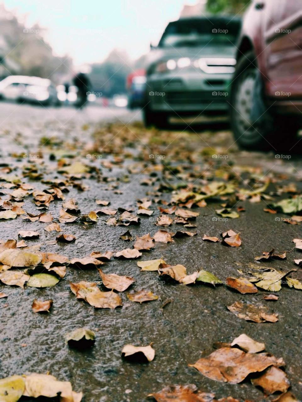 Leaf on road
