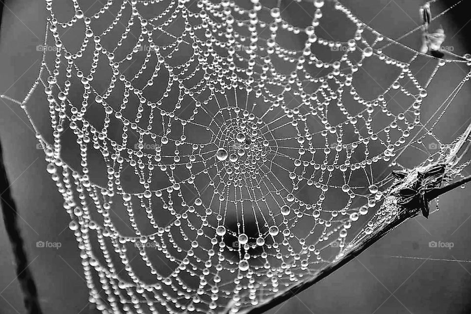 Black & white shot of a close-up on a spider web set between two branches, covered with water droplets created by morning mist in Camors' forest