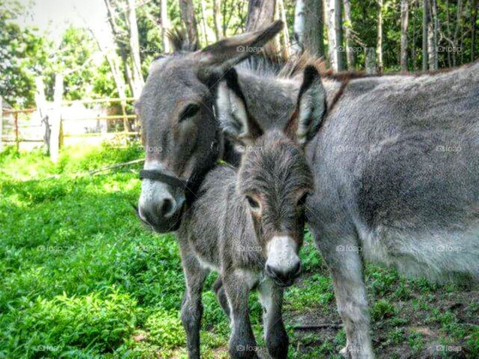Donkey mother & son