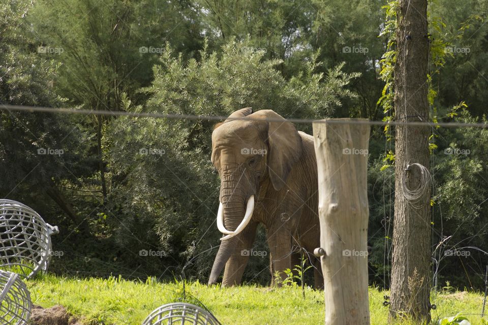 Elephants in the zoo