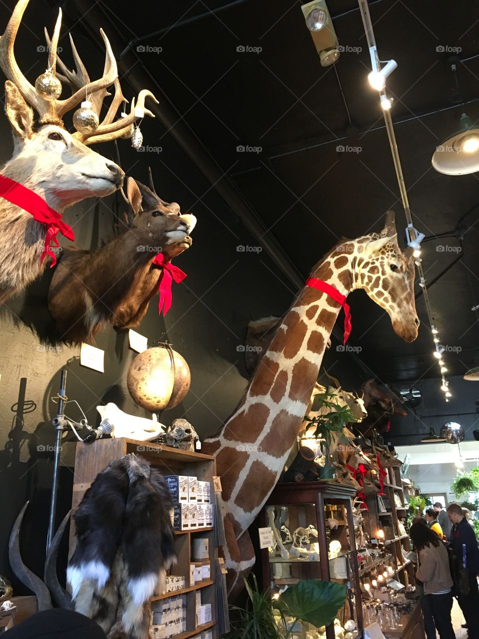 Taxidermy animals in an oddities shop around the holidays with red festive bows around their necks