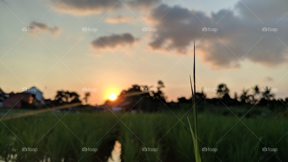 sunset di sawah sengan rumput