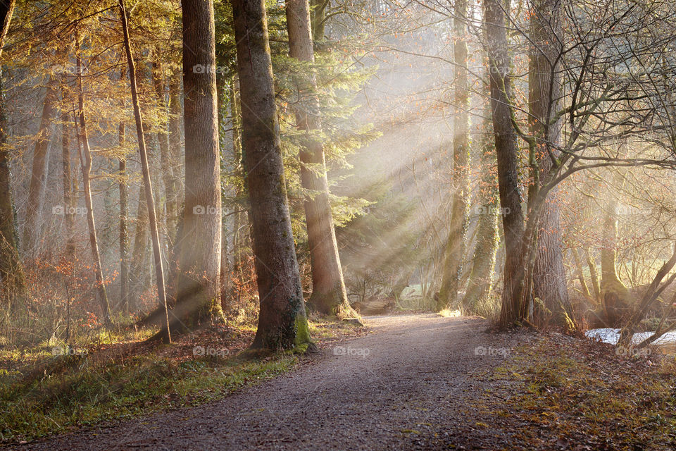 Sunrays shining through trees illuminating gravel pathway.