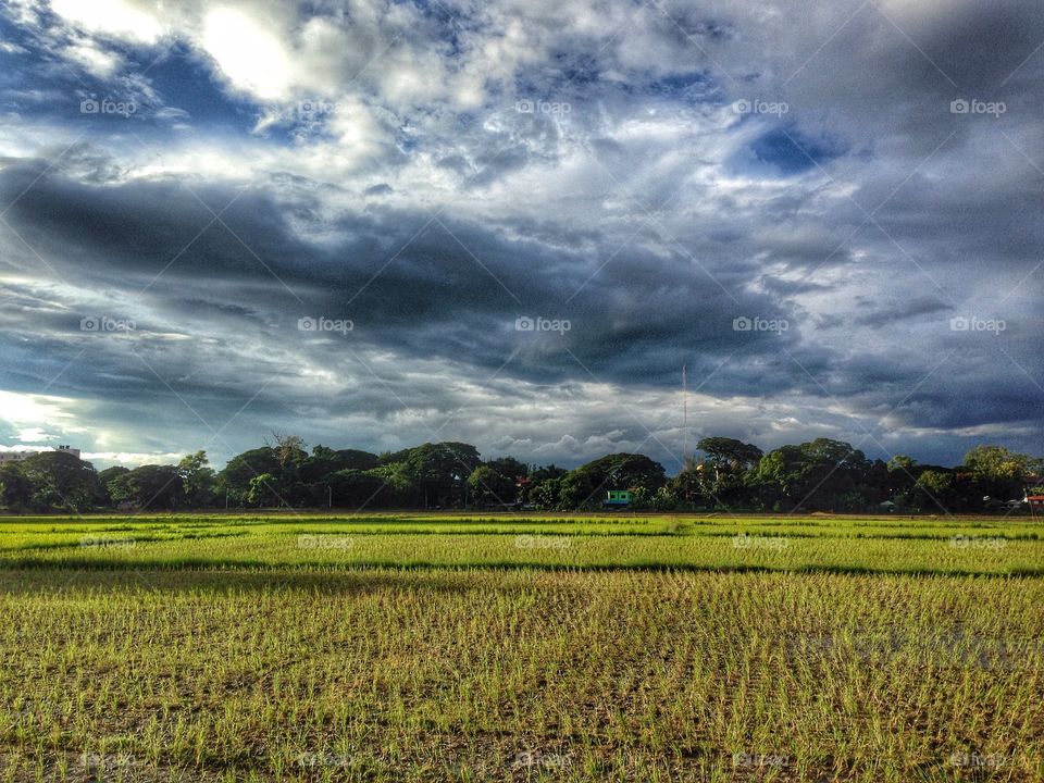 Ricefield 