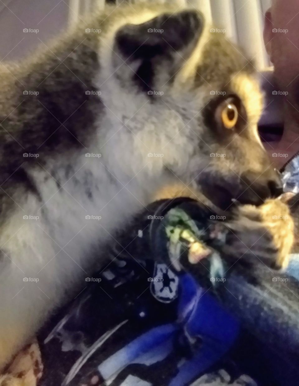 This is a Ring Tailed Lemur sucking on the side of his hand as a child would a pacifier