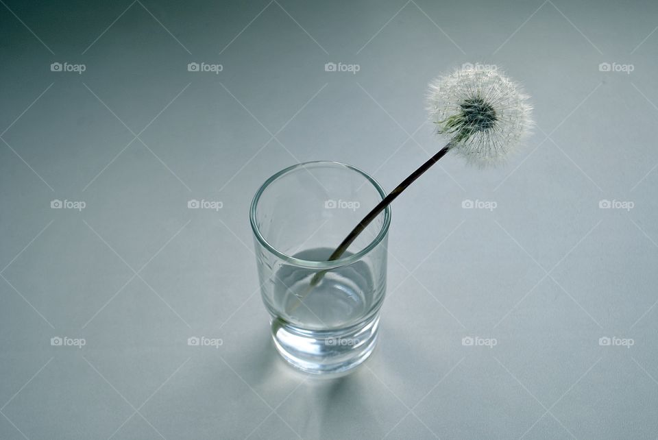 Dandelion