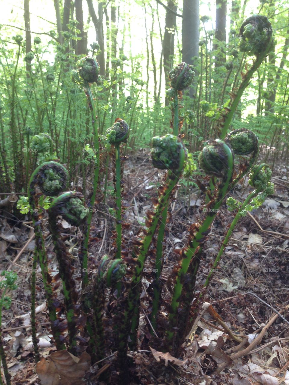 Fern leaves growing in the woods of Drenthe, Netherlands.