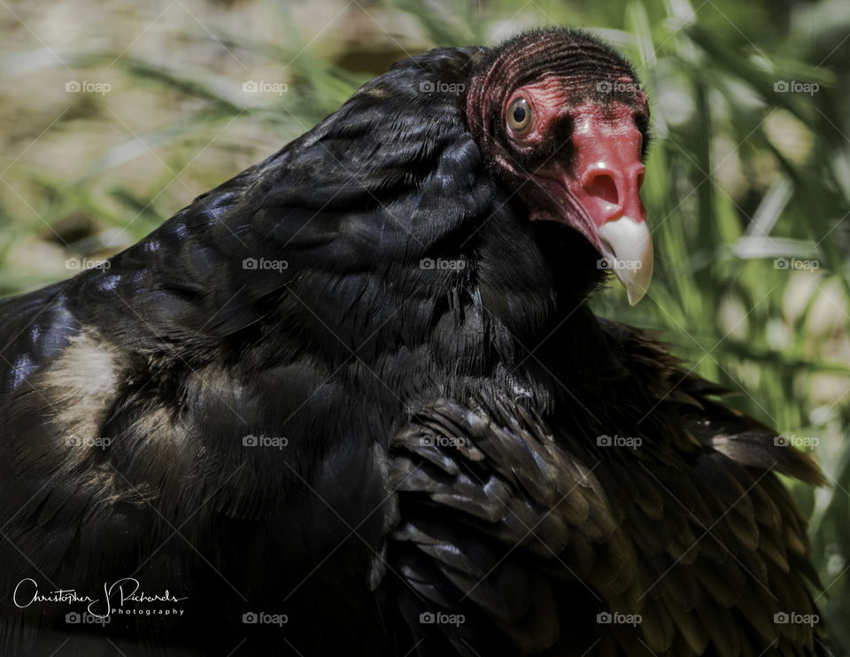 Turkey Vulture