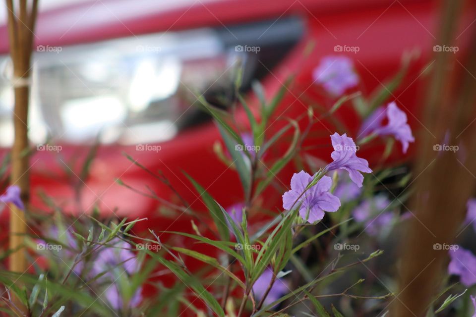 Purple flowers blooming in the parking lots in daylight