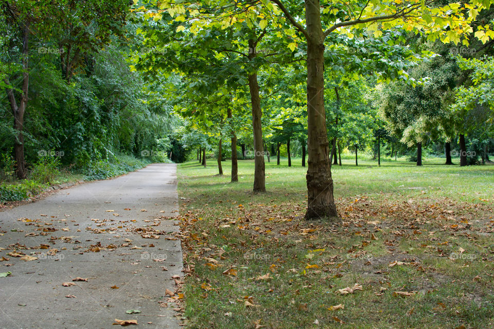 View of footpath in forest