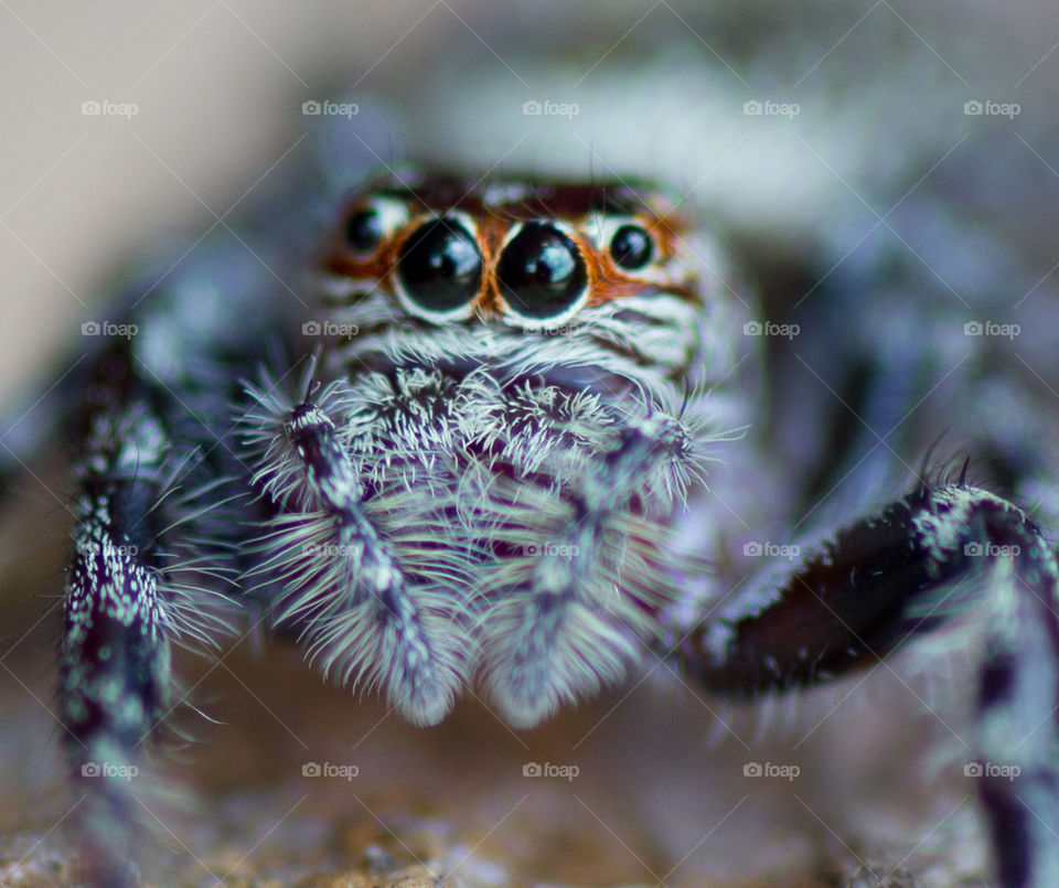 jumping spider
