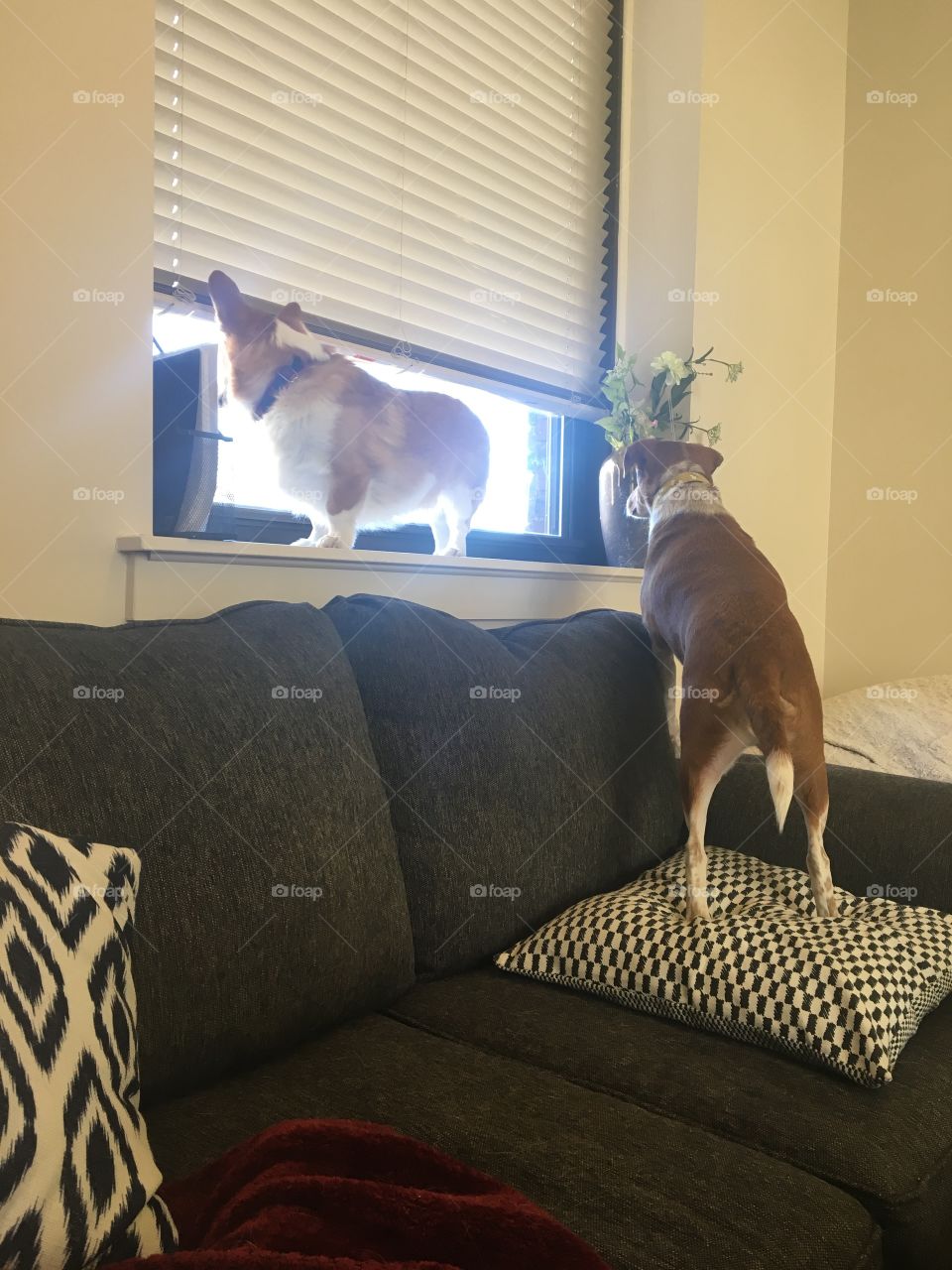 Dogs looking out window couch funny beagle corgi