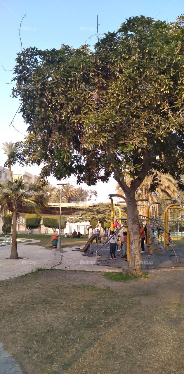 صور منطقة شجرية خيالية تستخدم للتصوير كخلفيات للافراح و مزار راح لمحبي التامل و مشاهدة الجمال الشجري والطبيعة
  Pictures of a fictional tree area used for photography as wedding backgrounds and a shrine for lovers of contemplation and watching tree b