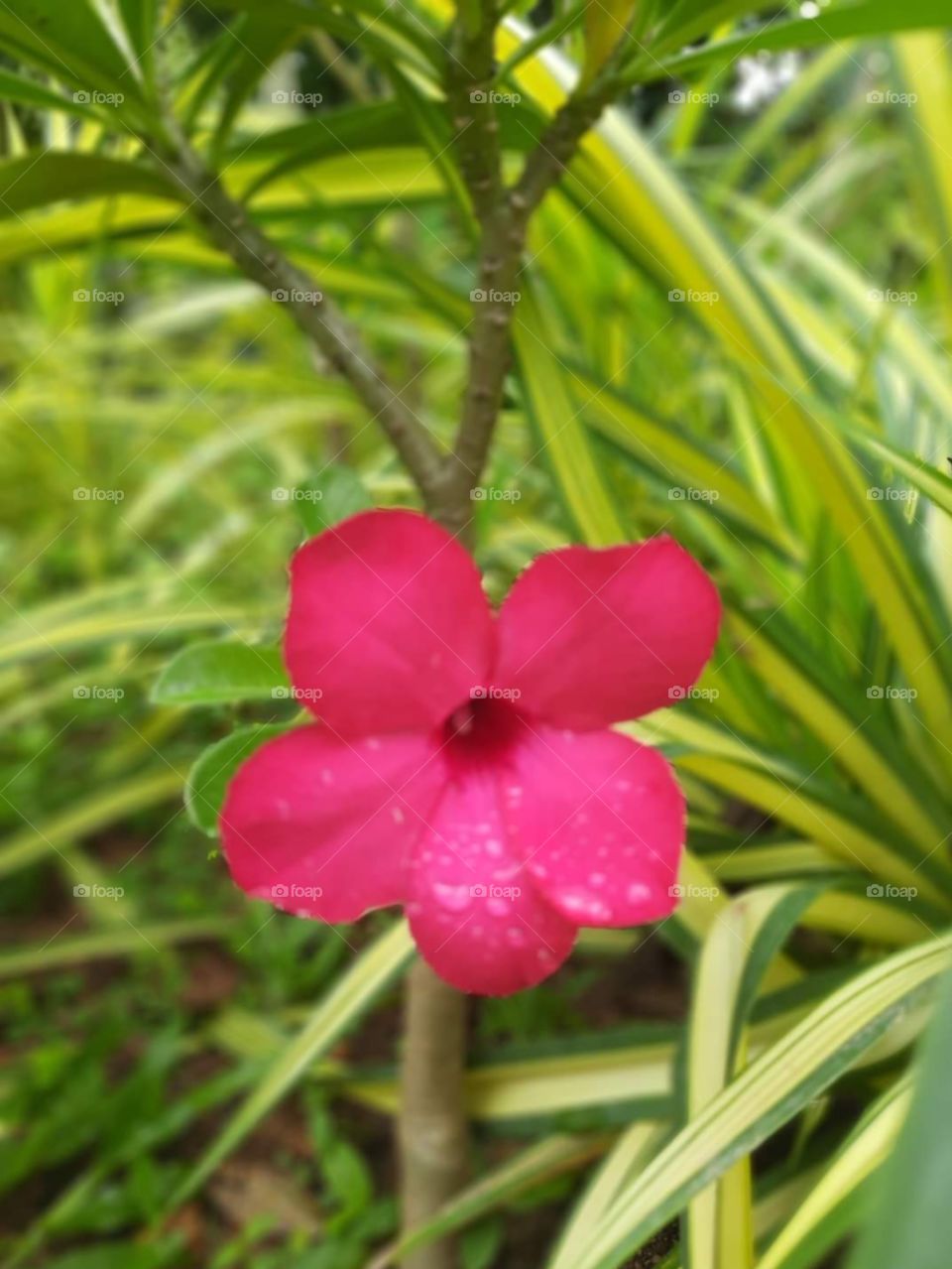 Red colour flower in the garden
