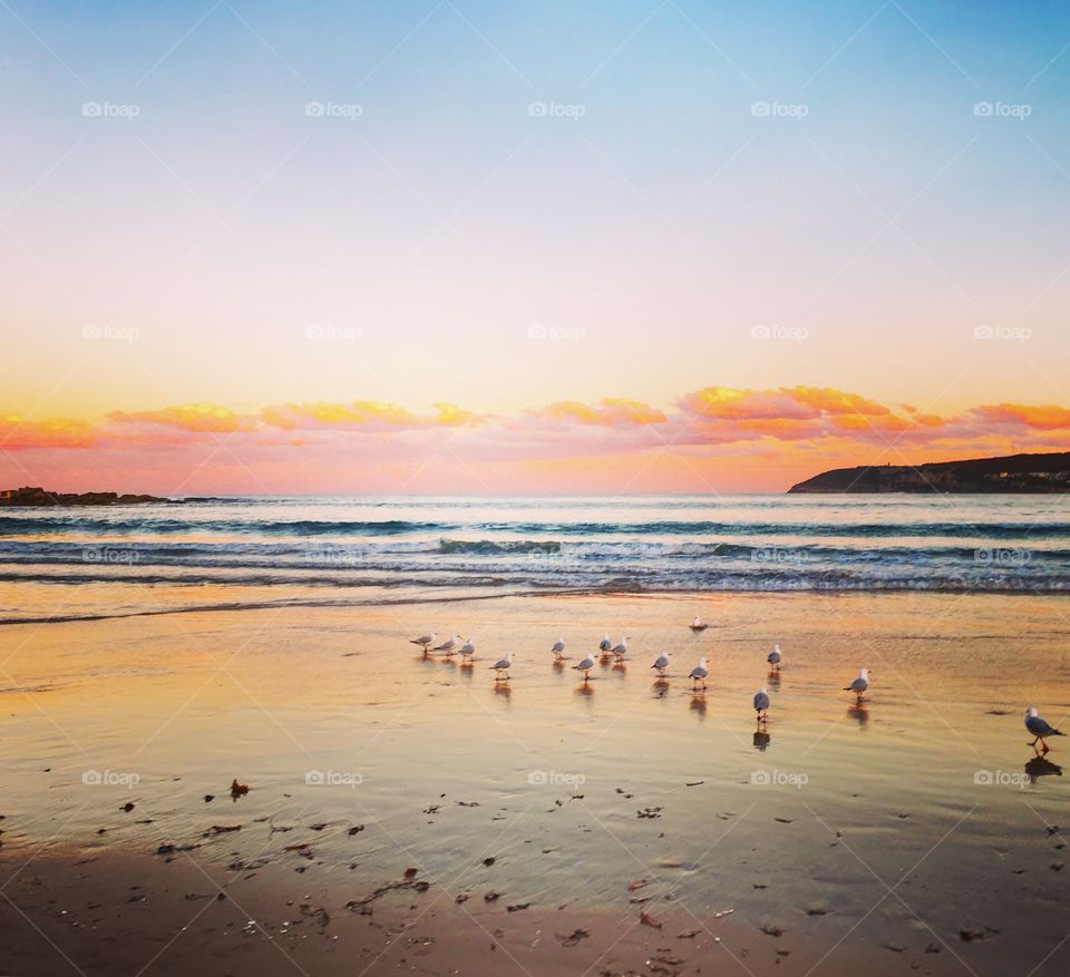 Gull on the beach at sunset pink skies