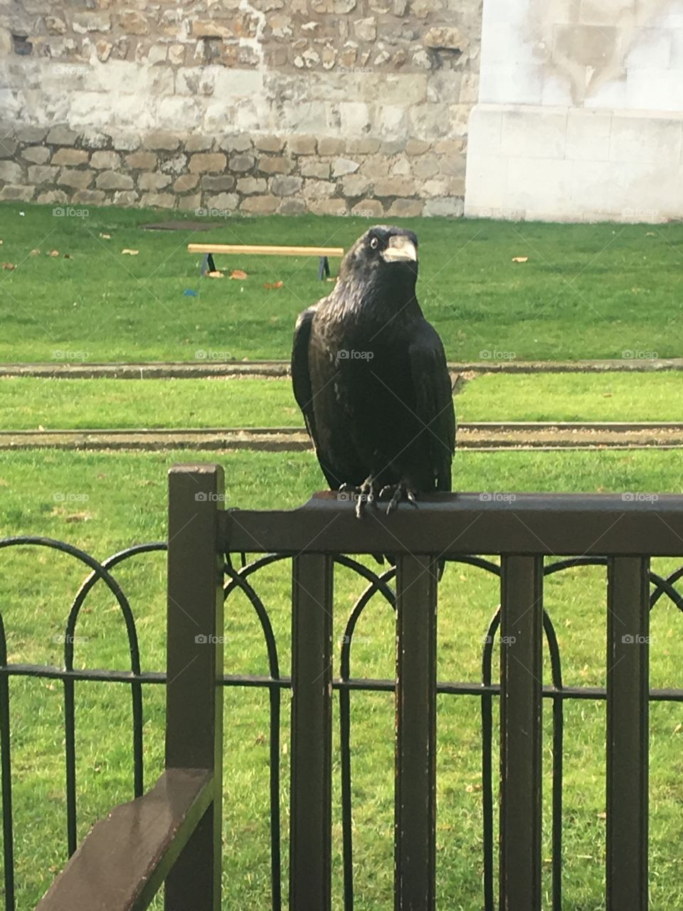 A London crow by the London tower 