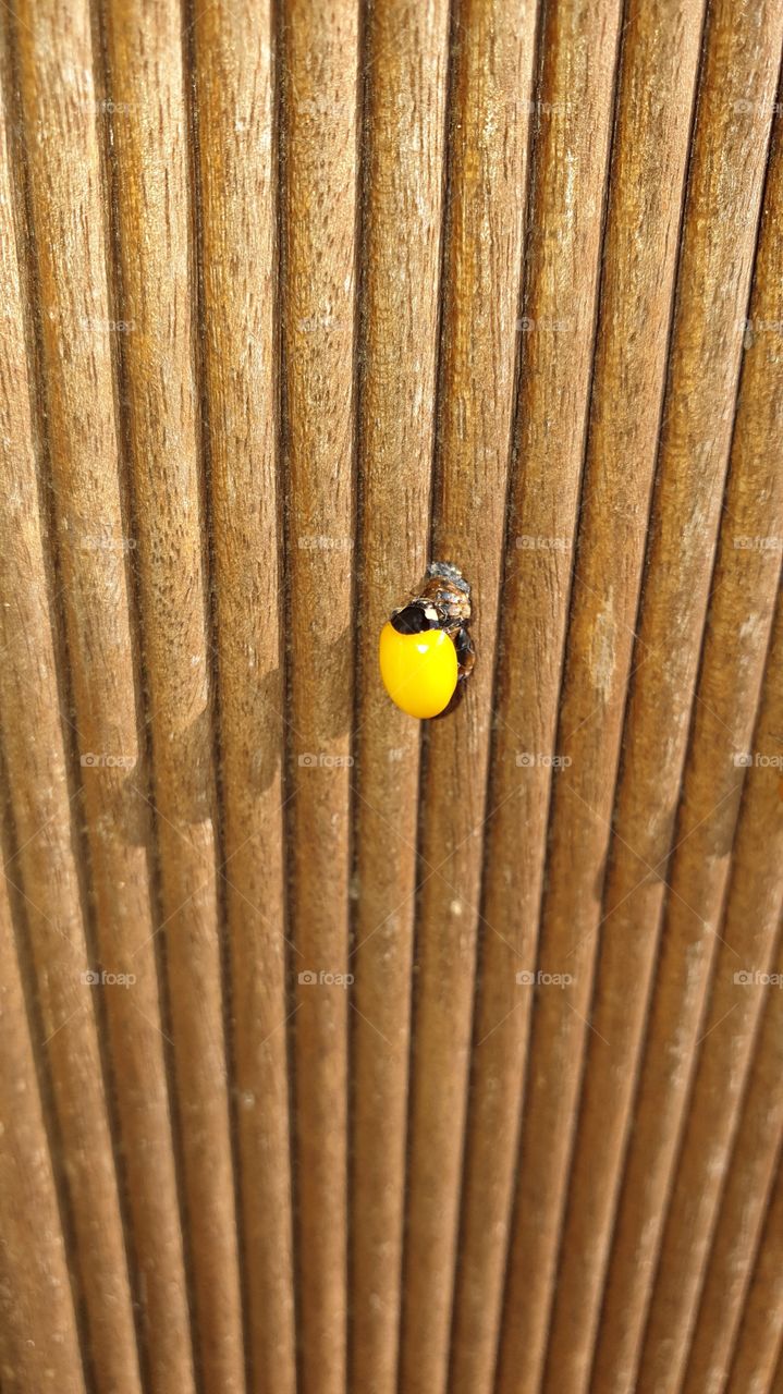 ladybug without dots