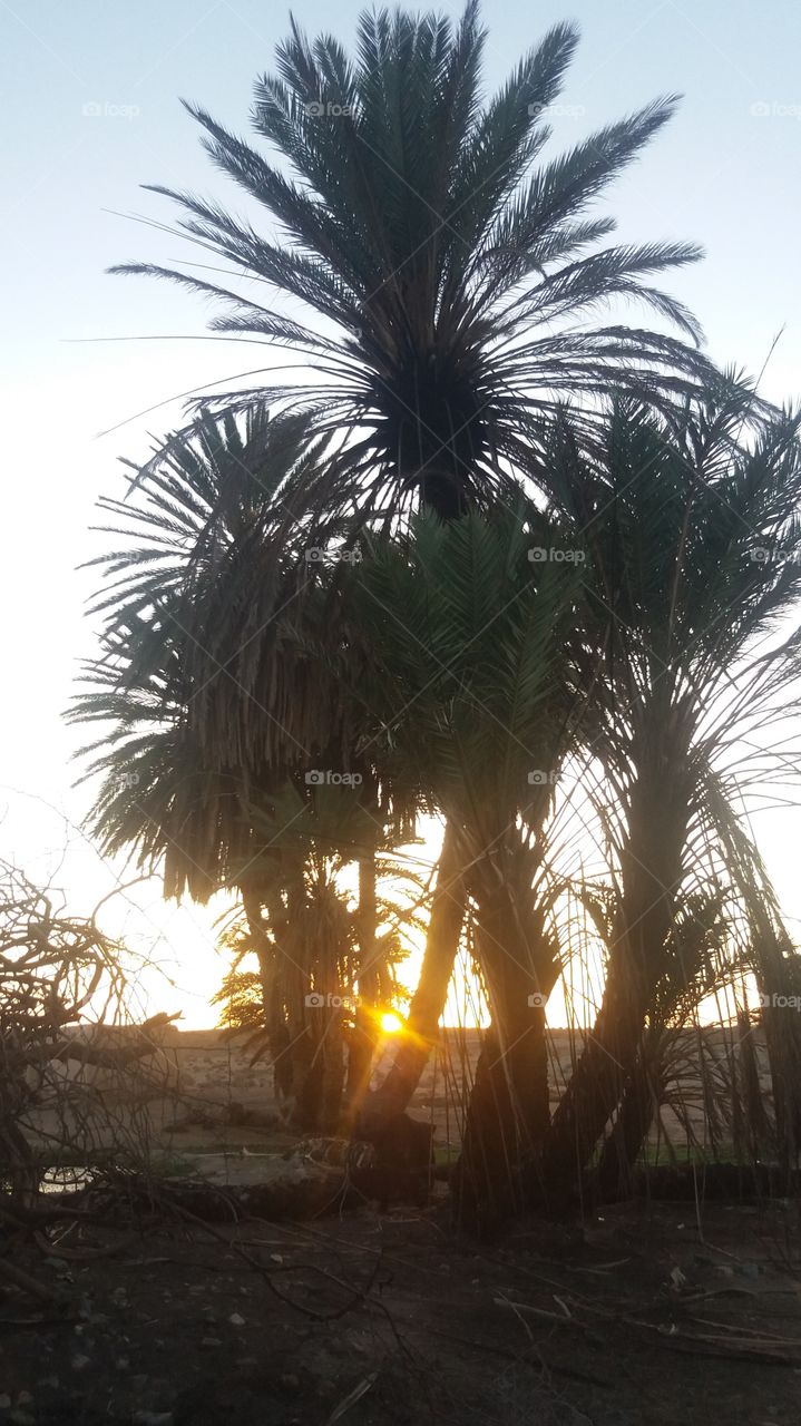 Sunset through a palm_tree in an oasis in the region of Guelmim,Morocco