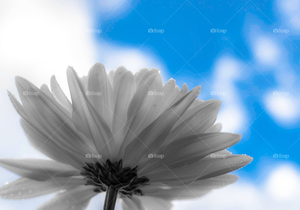 Low angle daisy against beautiful blue sky and clouds. Selective color on blue sky
