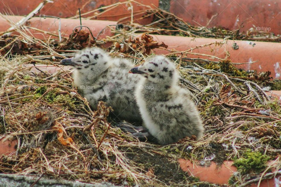 baby seagulls