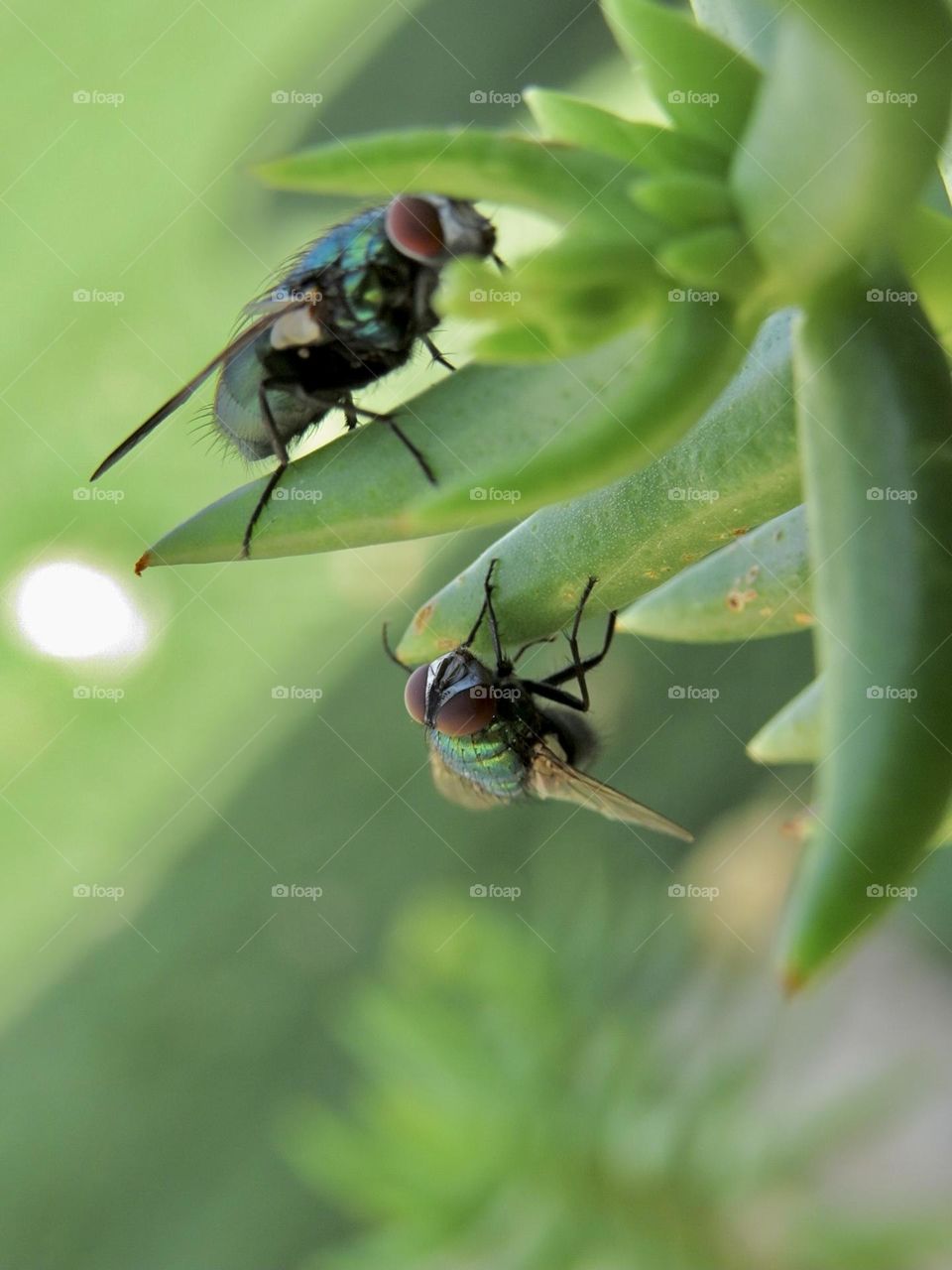 Two Flies on a Succulent