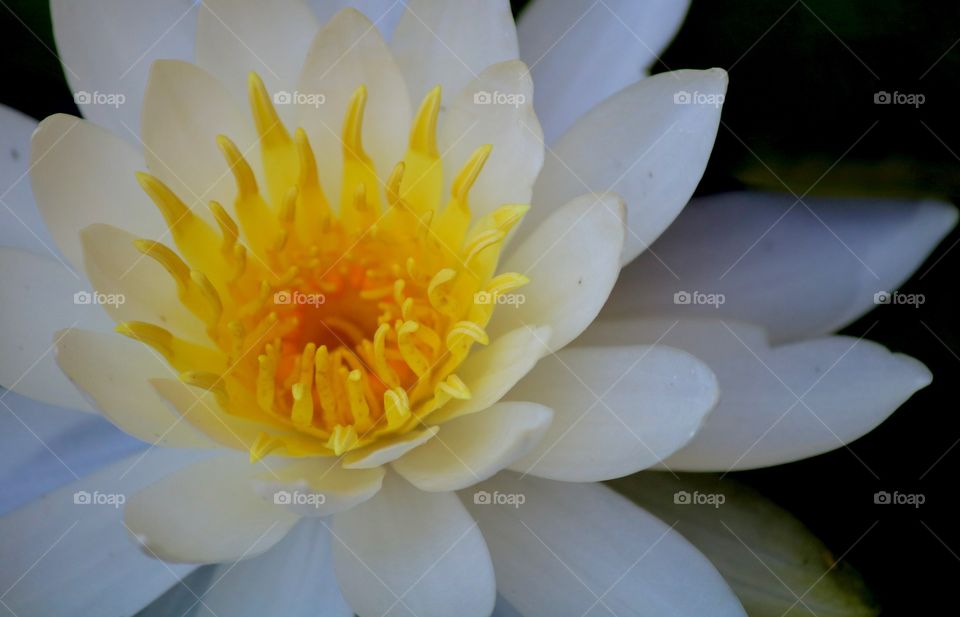 White lotus flower bloomed in the morning 