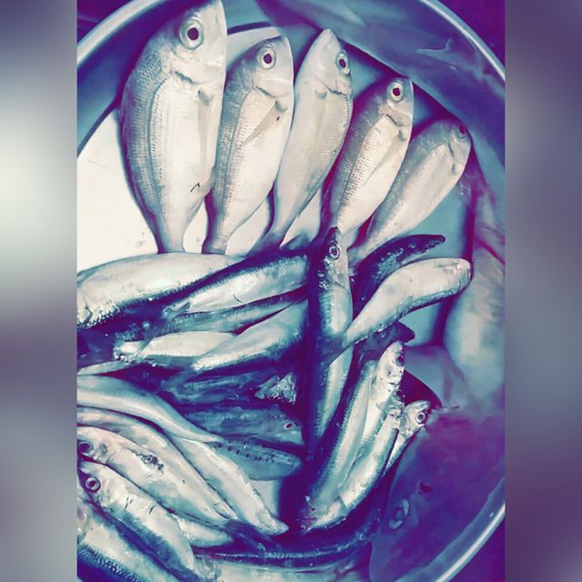 Fish at home